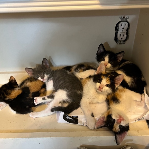 Meet your Posher, Joy - Picture 8 of 8